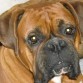 Boxer macho,2 años